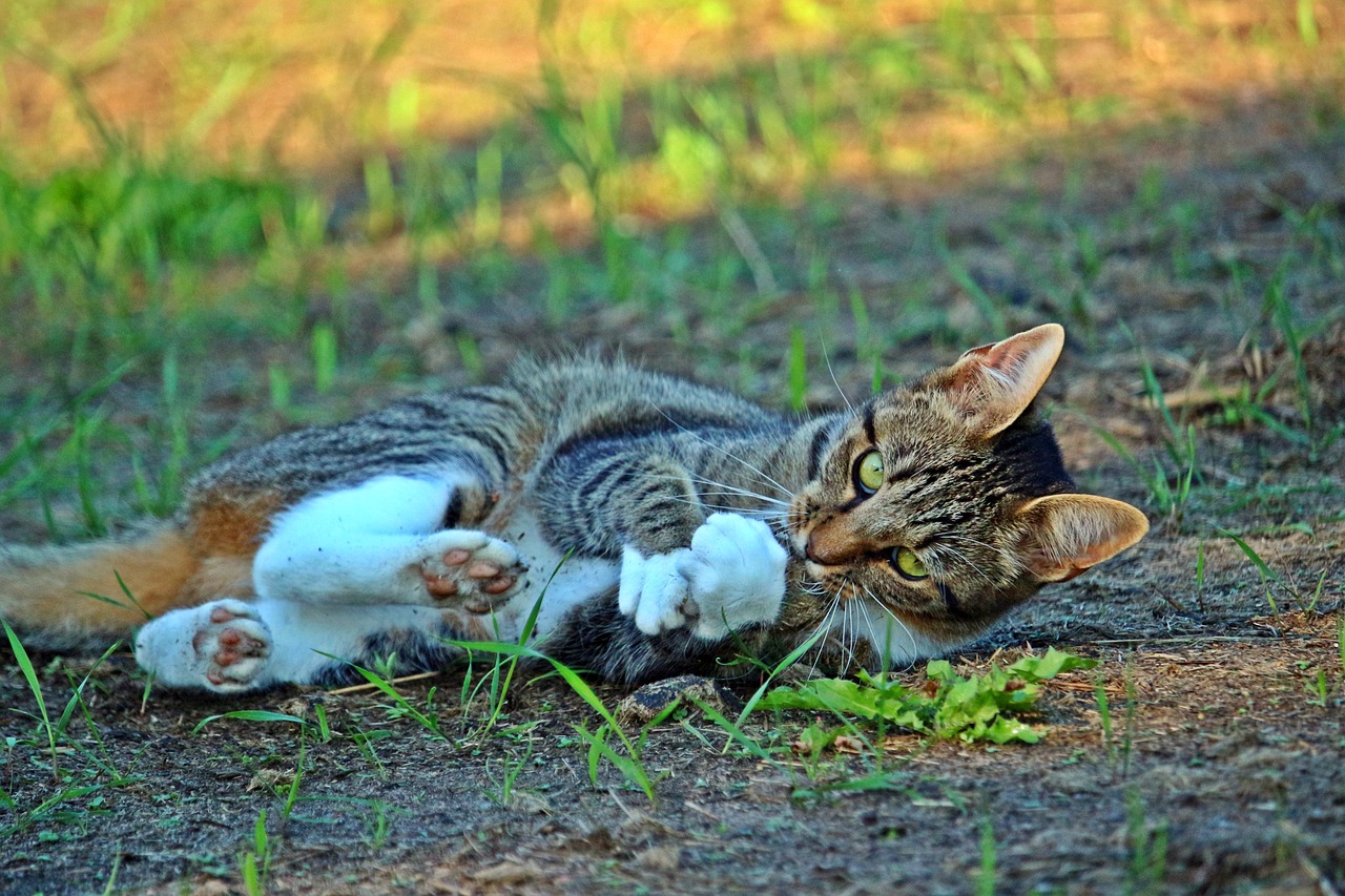 磁力猫最新版地址链接，警惕网络犯罪，安全使用远离非法行为